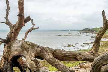 view of a deserted rustic English beach though the branches of an old tree on a stormy summer day
