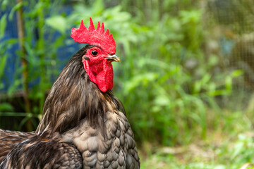 Close-up face chicken have red comb. Blue Australorp rooster with copy space background at organic garden in the backyard.