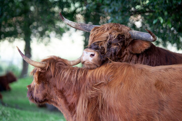 Scottish highland bull leaning on a Scottish highland cow