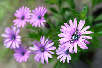 Chamomile flowers. Butterfly on a purple garden camomile. Selective soft focus, blurred background with bokeh. Garden flowers in summer.
