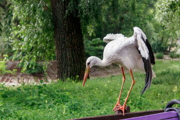beautiful stork stands on a fence © Minakryn Ruslan 