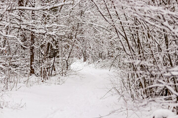 Beautiful winter forest with a beaten path