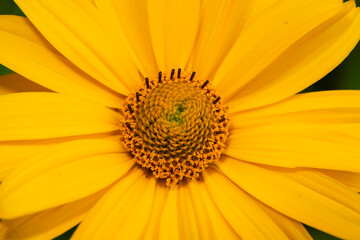 Kwiat słonecznika makro - obrazy, fototapety, plakaty