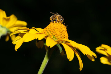 Pszczoła na żółtym kwiatku na czarnym tle - obrazy, fototapety, plakaty