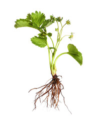 Strawberry seedling with leaves and flower isolated on white