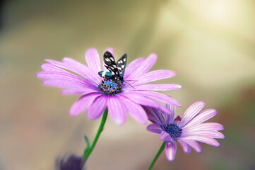 Flowers Daisies. Butterfly on a purple garden chamomile, close-up. Selective soft focus, blurred background with bokeh. Garden flowers in summer.