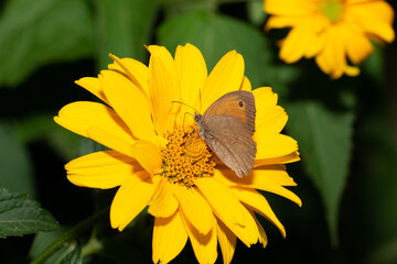 Motyl na kwiatku - obrazy, fototapety, plakaty