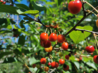 A cherry tree growing on a tree, beginning to sing, against the background of a blue sky with clouds.