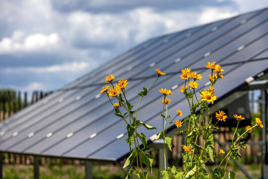 solar panel with flowers