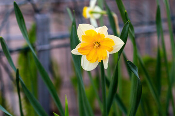 beautiful summer Canasta daffodils