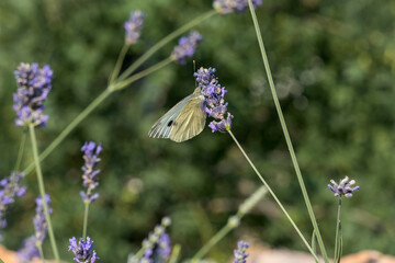 Сabbage white butterfly family Pieridae on lavender flower
