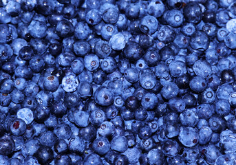 Fresh blueberry background. Texture blueberry 