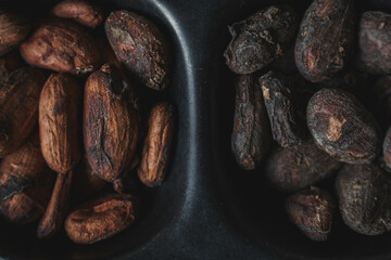 cocoa beans and chocolate