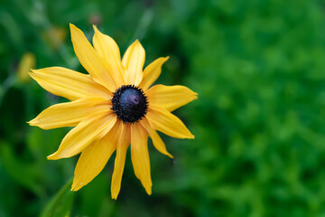 Rudbeckia flowers. Close-up of wet beautiful yellow Rudbeckia flowers on a flower bed. Black-eyed Susan in the garden. Garden summer flowers. Selective soft focus.