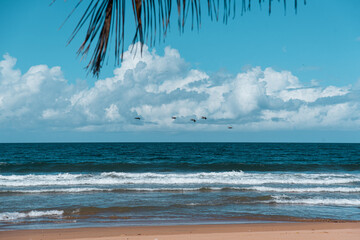 palm tree on the beach