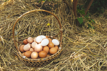 Plenty of organic chicken eggs in a wicker basket resting on a straw. is a product from hens that are raised naturally countryside or free range style. with copy space background.