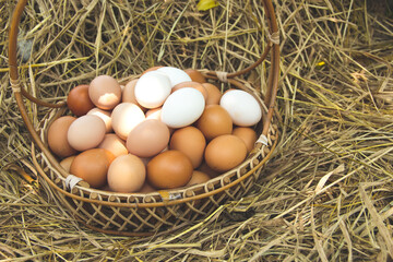Plenty of organic chicken eggs in a wicker basket resting on a straw. is a product from hens that are raised naturally countryside or free range style.