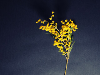 bouquet of yellow mimosa on a black background, space for text design