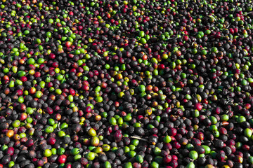 Fundo de tela com grãos de café coloridos