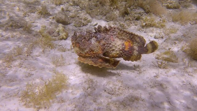 Stonefish slowly swim above sandy seabed among the algae in the sunrays. Reef Stonefish (Synanceia verrucosa). Slow motion