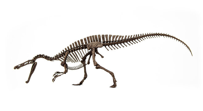 Fossil skeleton of Dinosaur Suchomimus isolated on white background.