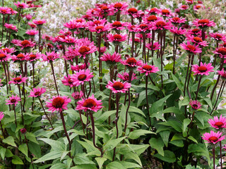 Touffes de Rudbeckias pourpres 'Summer Cloud' (Echinacea purpurea) à floraison rose pourpré décorant un jardin
