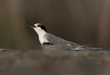 Juvenile White-cheeked Tern at Asker marsh, Bahrain