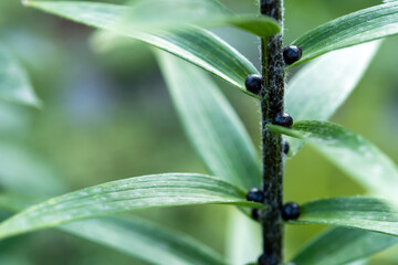 Lily buds close-up on a stem on a blurred background