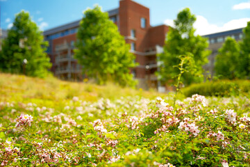 Close up of urban greening in the context of climate adaptation