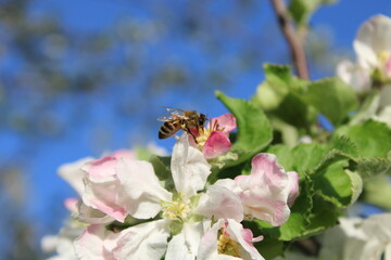 Fototapeta na wymiar bee on a flower