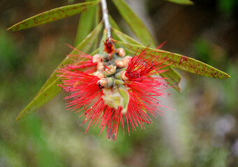 Magnoliopsida under Dicotyledons species fully blooms sporadically in different areas at Uttaray during spring in West Sikkim, India. About 4000 varieties species of flowers and plants are found here.