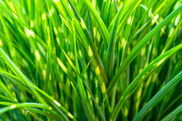 Decorative green reed on the background of the garden. Plant for landscape design