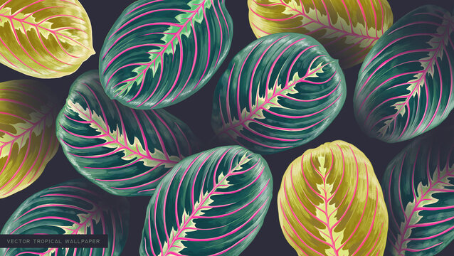 Maranta leuconeura, Prayer Plant background. Green leaves with pink veins (stripes) drawn in realistic style in vector format by hand. Tropical wallpaper, summer motif, rain forest. Banner, wallpapers