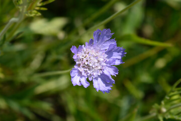 Caucasian pincushion flower