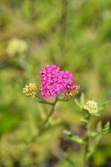 Pink Yarrow