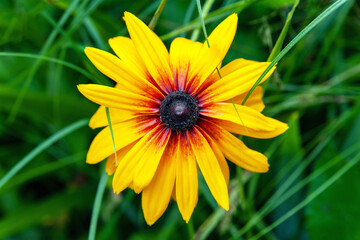 Rudbeckia flowers. Close-up of one wet large beautiful Rudbeckia flower on a flowerbed after rain. Black-eyed Susan in the garden. Garden summer flowers. Selective soft focus.