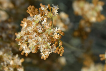 Italian everlasting seeds
