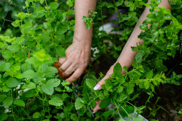 Harvesting mint. Woman farmer hands with scissors picking mint leaves in garden. Healthy herbs concept.