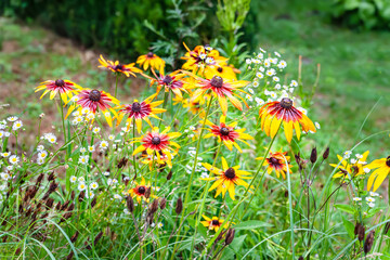 Rudbeckia flowers. A lot of wet large yellow-red beautiful Rudbeckia flowers in the flowerbed after the rain. Black-eyed Susan in the garden. Garden summer flowers. Selective soft focus.