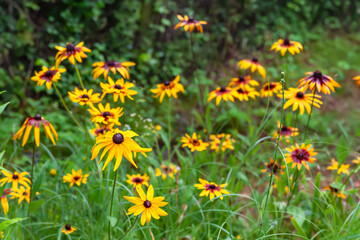 Obraz premium Rudbeckia flowers. Many wet large yellow flowers rudbeckia krasnykrasivye on a bed after a rain. Black-eyed Susan in the garden. Garden summer flowers. Floral background.