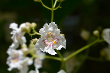 Common catalpa