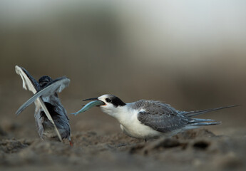 A juvenile White-cheeked Tern trying to guld a fish at Asker marsh, Bahrain
