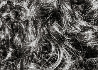 texture of black curly hair with gray hair close up © Максим