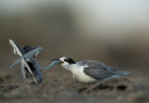 A juvenile White-cheeked Tern trying to guld a fish at Asker marsh, Bahrain