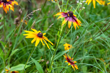 Rudbeckia flowers. Wet large yellow-red Rudbeckia flowers with drops after rain. Black-eyed Susan in the garden. Garden summer flowers. Selective soft focus.