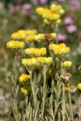 Obraz premium Sandy Everlasting