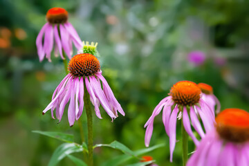 Echinacea flowers. Beautiful large flowers of the Echinacea Purpurea bush on a blurred background with bokeh effect. Garden summer flowers. Selective soft focus.