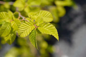 Oriental hornbeam