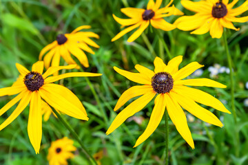 Rudbeckia flowers. Beautiful yellow flowers of Rudbeckia in the flowerbed. Black-eyed Susan in the garden. Garden summer flowers. Selective soft focus.