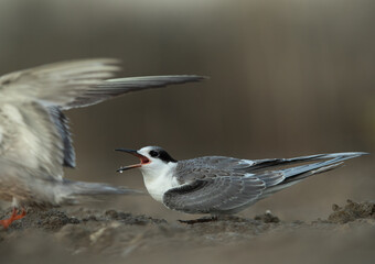 A hungry Juvenile Little Tern calling at Asker marsh, Bahrain